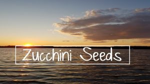 Pause to Consider - 'Zucchini Seeds' Video Podcast