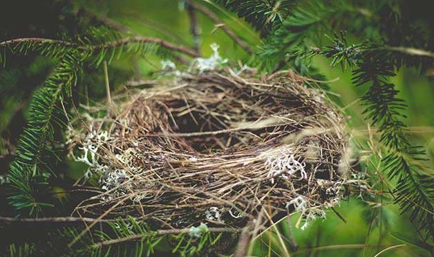 Evidence of Design in The Creation: The birds make their nests