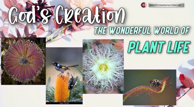 God's Creation: The Wonders of Plant Life